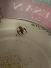 Xysticus texanus
