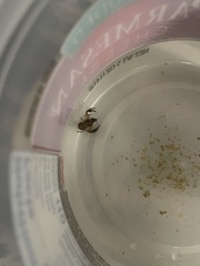 Xysticus texanus