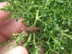 Crossidius testaceus