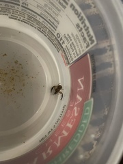 Xysticus texanus