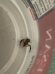 Xysticus texanus