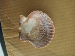 Argopecten ventricosus