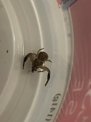 Xysticus texanus