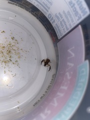 Xysticus texanus