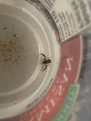 Xysticus texanus