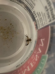 Xysticus texanus