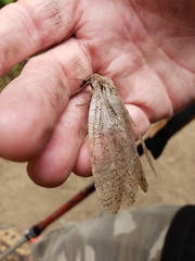 Dysmicohermes ingens