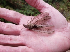 Dysmicohermes ingens