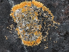 Caloplaca cirrochroa image