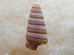 Triphora catalinensis
