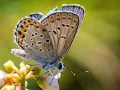 Plebejus samuelis