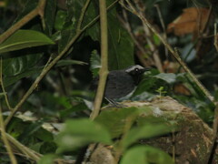 Myrmoborus leucophrys