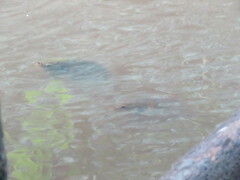 Colossoma macropomum