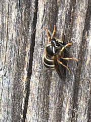 Dolichovespula albida