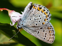 Plebejus samuelis