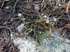 Sabulina nuttallii
