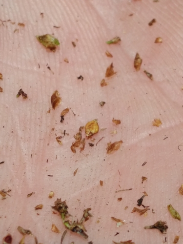Image of Rhynchospora compressa by (c) Scott Ward, some rights reserved (CC BY)