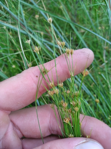 Image of Rhynchospora chapmanii by (c) Scott Ward, some rights reserved (CC BY)