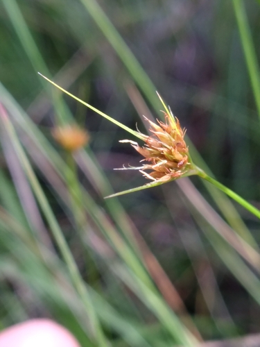 Image of Rhynchospora chapmanii by (c) Scott Ward, some rights reserved (CC BY)