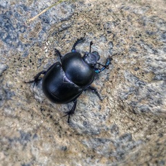 Trypocopris pyrenaeus