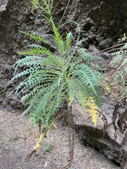 Sonchus palmensis image