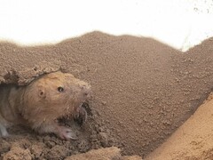 Geomys arenarius