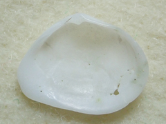 Cumingia californica