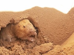 Geomys arenarius
