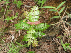 Weinmannia pubescens