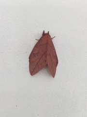 Pseudautomeris salmonea