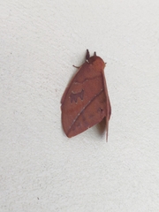 Pseudautomeris salmonea