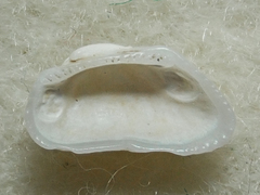 Acar bailyi