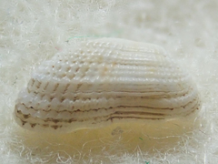 Acar bailyi