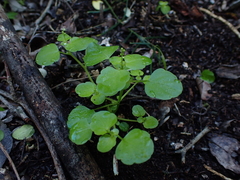 Leidesia procumbens