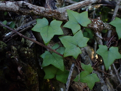 Senecio quinquelobus