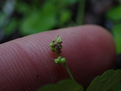 Leidesia procumbens