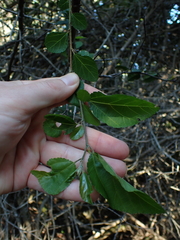 Grewia occidentalis occidentalis