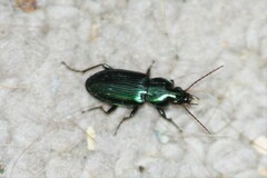 Poecilus scitulus