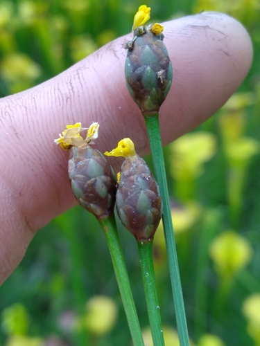 Image of Xyris scabrifolia by (c) Scott Ward, some rights reserved (CC BY)