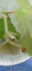 Coccinella septempunctata