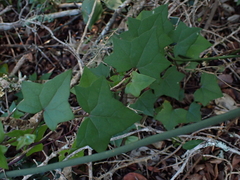 Senecio quinquelobus