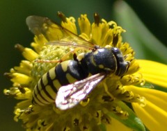 Bicyrtes capnopterus