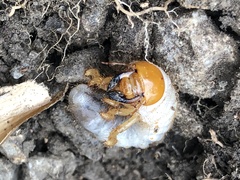 Melolontha melolontha