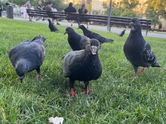 Columba livia domestica