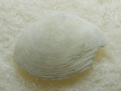 Tellinoidea
