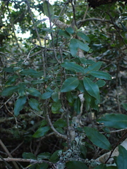 Diospyros simii