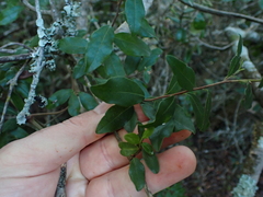Diospyros simii