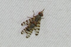 Pseudotephritina