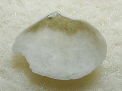 Tellinoidea