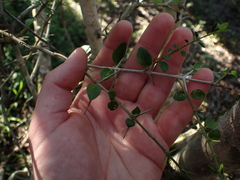 Canthium spinosum